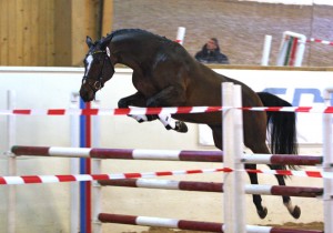 Lamira (e. Quite Eady) under hoppekåring i Dansk Varmblod høsten 2009. 